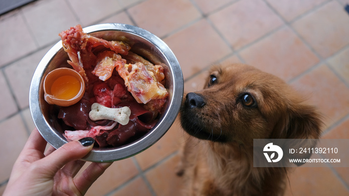 Perro marrón esperando emocionado para comer una alimentación natural. Dieta barf