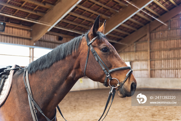 Horse head shot in a bridle