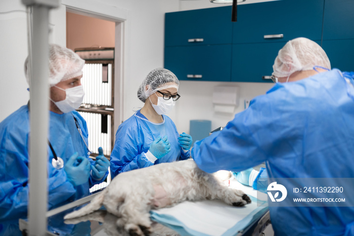 Three vet dentists feeling responsible while operating little dog