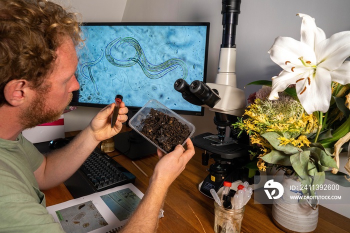 Home lab testing soil samples for soil life biology microorganisms in compost with a microscope, looking at nematodes in Tasmania, organic regenerative agriculture. Foot and mouth in Australia