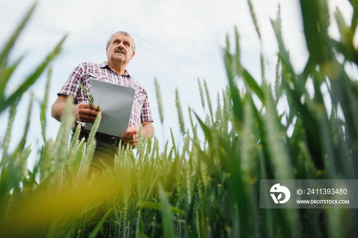 Portrait of senior farmer agronomist in wheat field looking in the distance. Successful organic food production and cultivation.