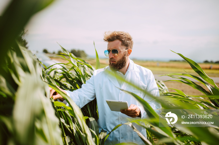 Male caucasian technologist agronomist with tablet computer in the corn field checking quality and growth of crops for agriculture. Corn field control