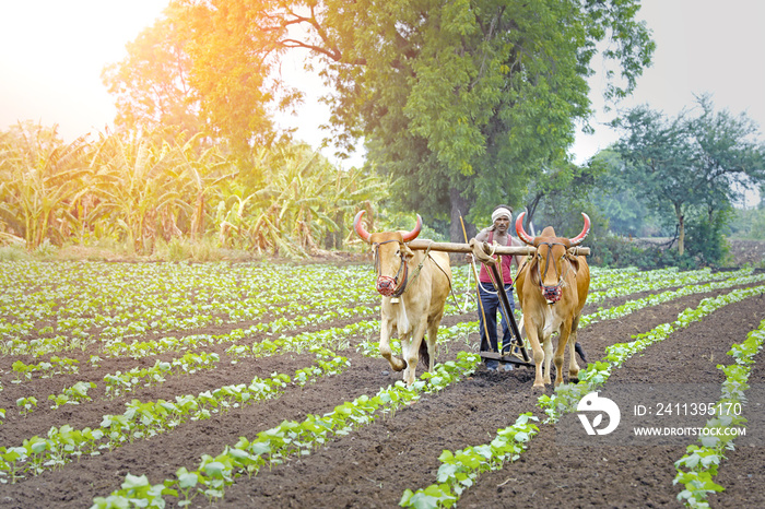 indian farming technique