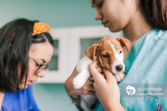 Veterinary with a dog for a review in the clinic