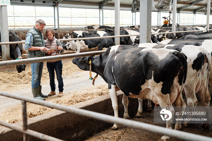 Two workers of dairy farm scrolling through online offers of food for livestock