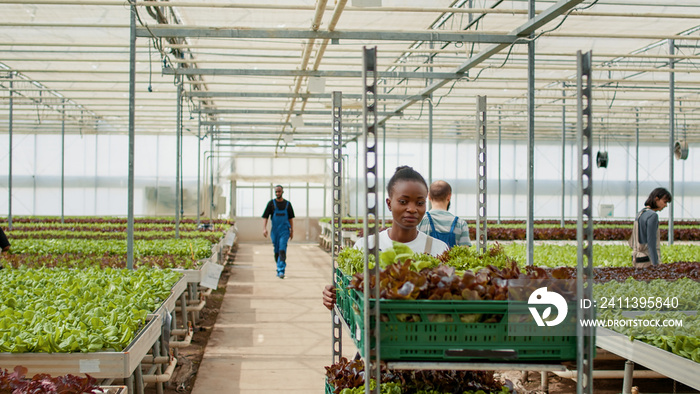 African american greenhouse worker pushing rack of crates with lettuce harvest while diverse workers inspect plants development. Woman in organic farm preparing vegetables delivery for local market.