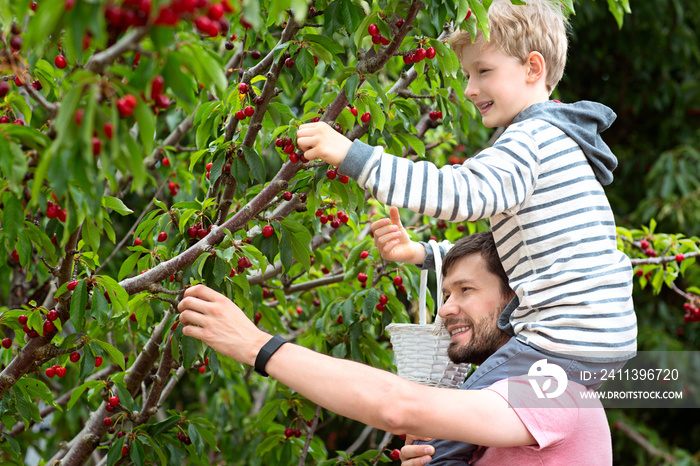 family picking berries