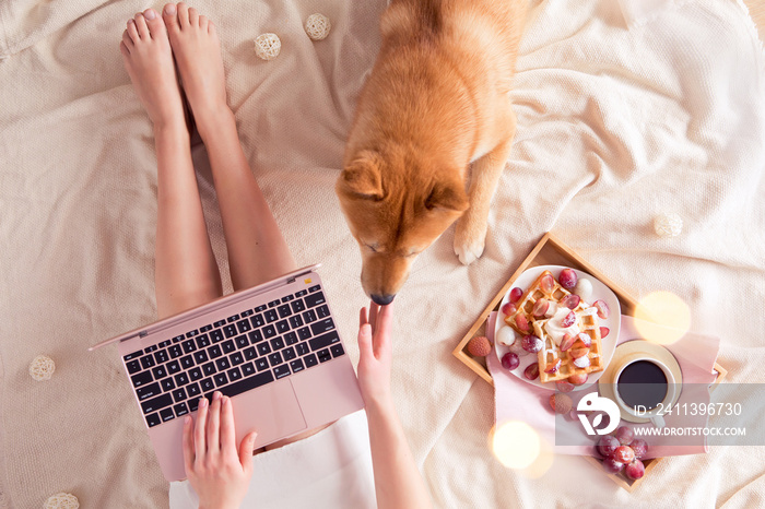 Top view of woman in bed with laptop at home, red Shiba Inu dog, cup of coffee and belgian waffles on hygge background. Flat lay of feminine blogger working place in Kawaii style