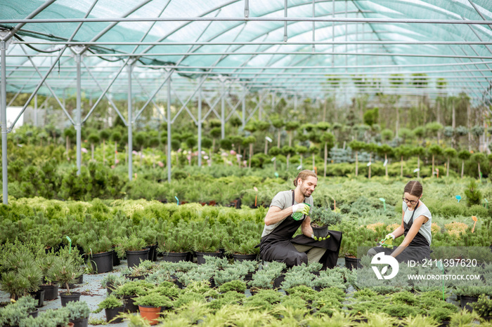 Young couple of workers in uniform taking care of plants at the greenhouse of the plant shop