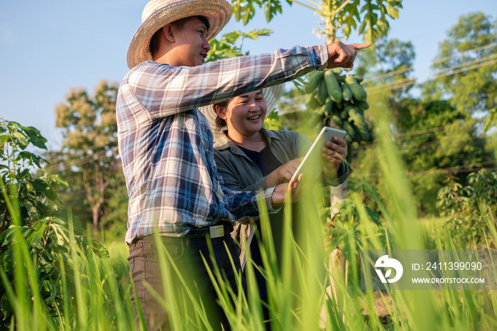 Asian smart farmer couple using digital tablet monitoring and  managing rice field organic farm. Modern technology smart farming agriculture and sustainability concepts.