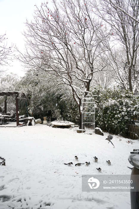 下雪后的私家花园