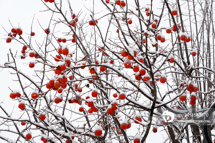 下雪后的柿子树