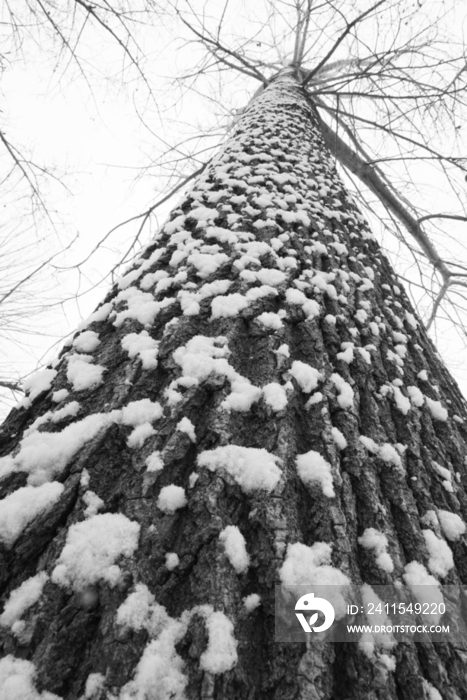 大雪后的一棵树