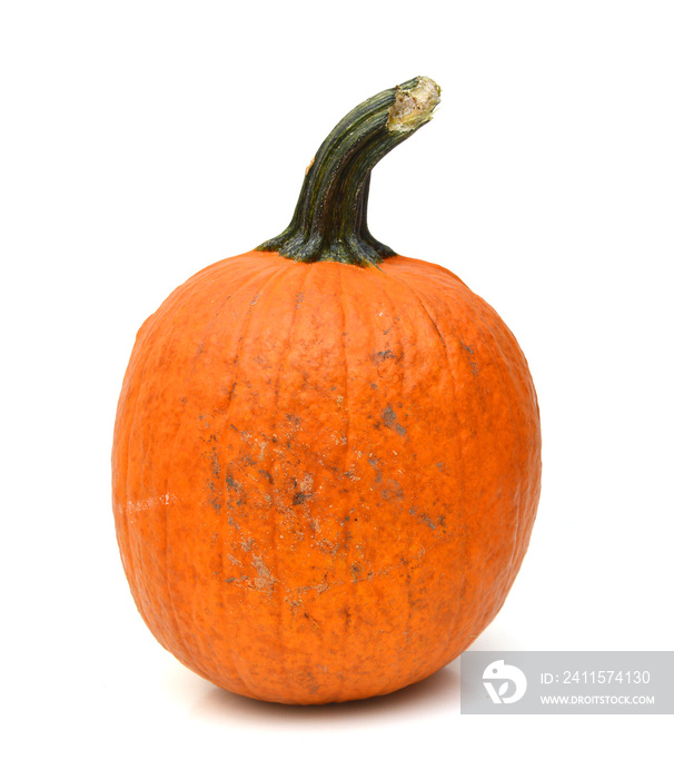 One big pumpkin over white