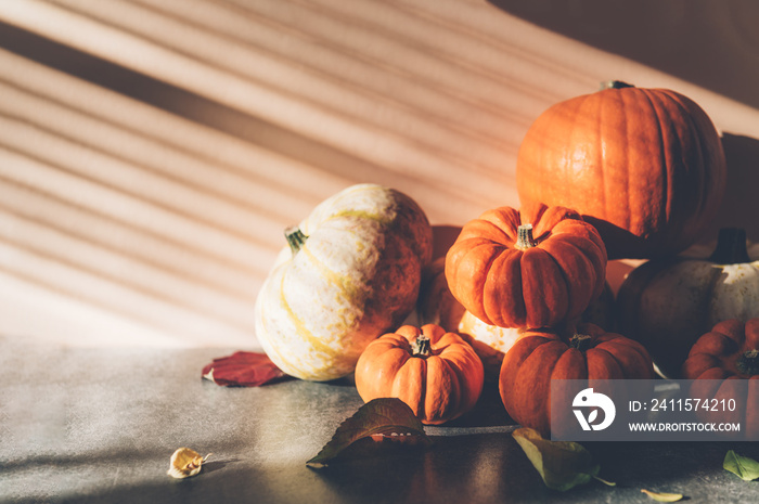 Pile of different pumpkins with strong shadows. Halloween or Thanksgiving Holiday backgrounds