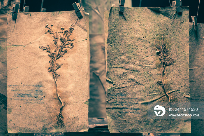 Herbalist workshop with flowers and dried herbs for Halloween.