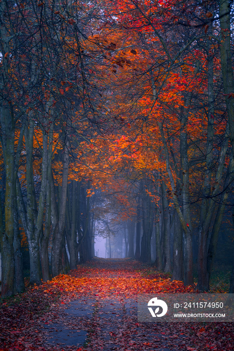 Autumn fall. Foggy morning in the maple forest. Vibrant colors