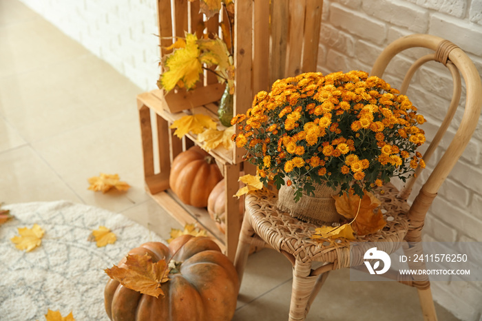 Beautiful chrysanthemum flowers with pumpkins and autumn leaves in room