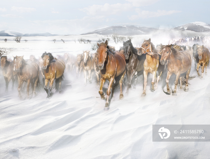风雪中奔跑的马群