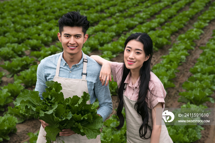 东方夫妇采蔬菜