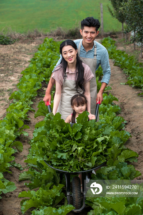 东方家庭采摘蔬菜