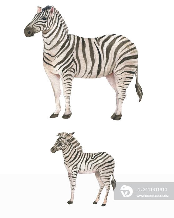 Hand drawn watercolor illustration with cute zebras. Baby and mother zebra isolated on the white bac
