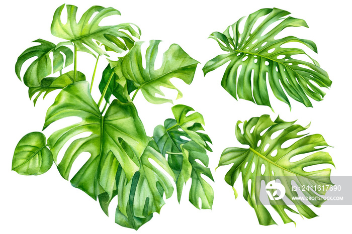 set of palm leaves, tropical monstera plant on an isolated white background, watercolor, hand-drawin