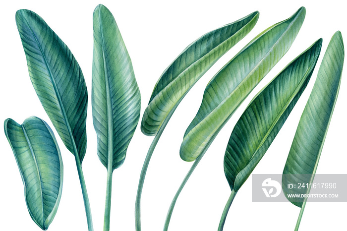 设置热带植物群，棕榈叶在孤立的白色背景上，水彩植物插图