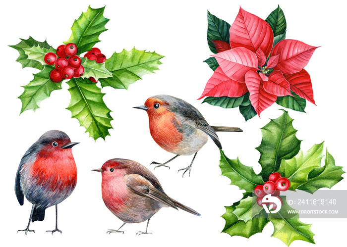 set of elements, new year and christmas, cute bird robin, holly, poinsettia, watercolor illustration