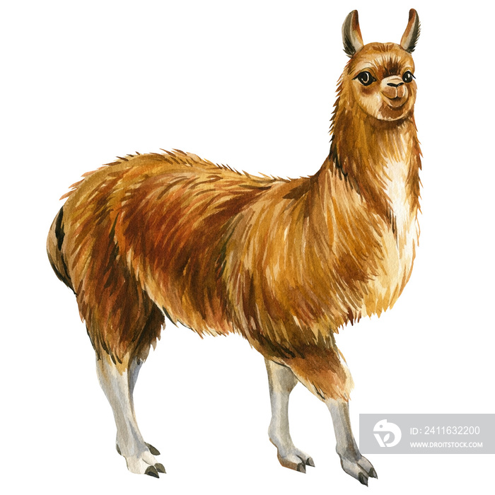 Llama水彩插图。非洲动物白色背景。