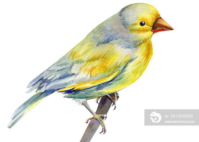 孤立的白色背景上美丽的黄色小鸟，水彩插图