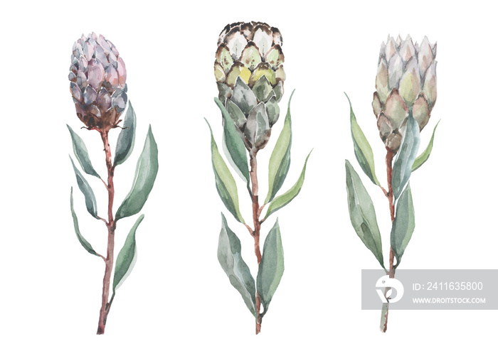 Protea blooming botanical watercolor illustration. Isolated elements on a white background. Set of e