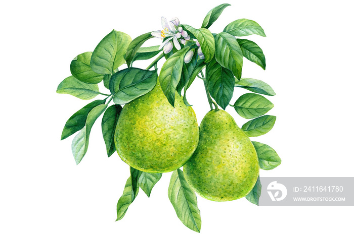 Bergamot watercolor illustration. Citrus branch with flowers, isolated background, botanical paintin