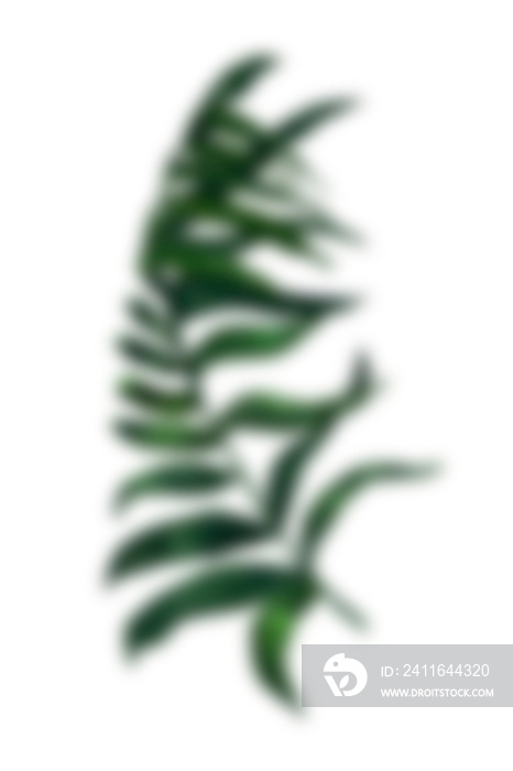 Fern Photo Overlays, shooting through branches, tree, green, forest, Photoshop Overlays, png