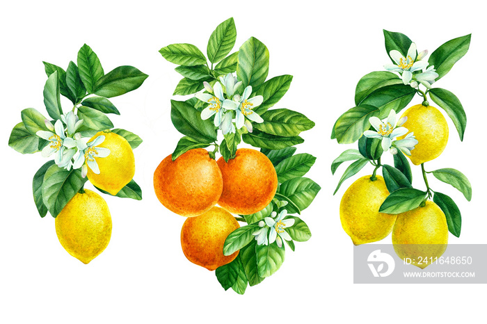 水彩插图，橙色、柑橘、柠檬在孤立的白色背景上的分支，植物学