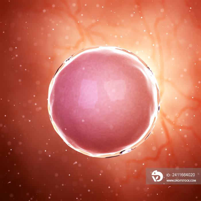 受精卵细胞的三维医学精确图示