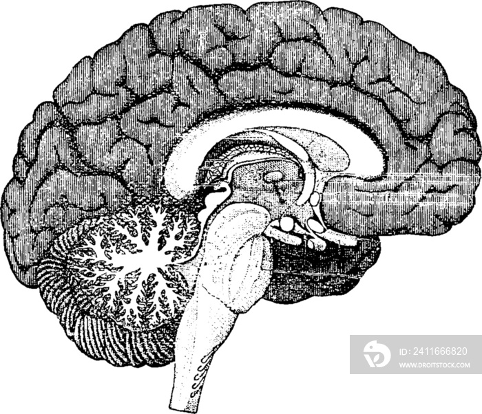 vintage brain diagram with a transparent background