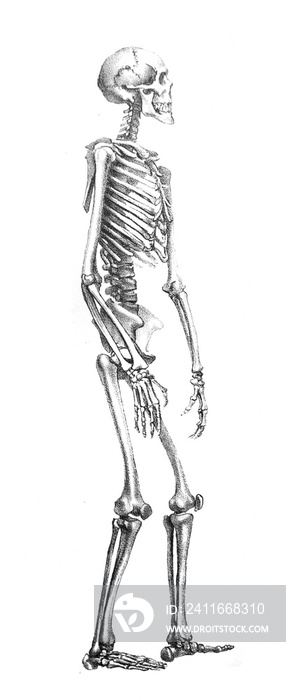 《Antropology》一书中的人类骨骼插图，E.Petri著，1890年，圣彼得堡。