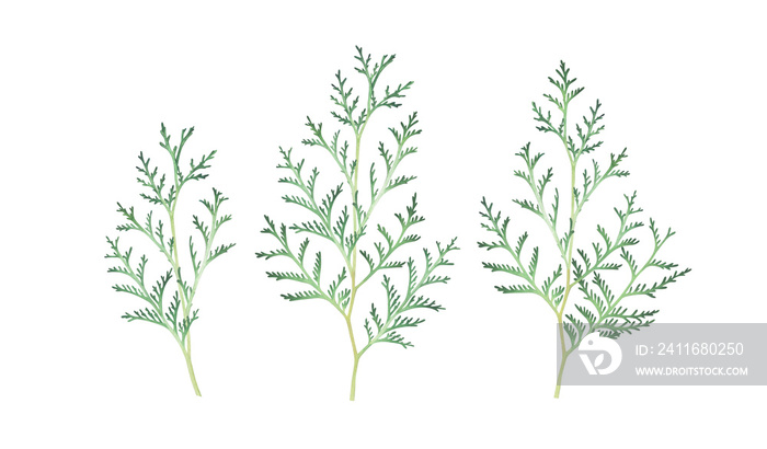 Set of thuja branches isolated on white. Watercolor hand drawn illustration.