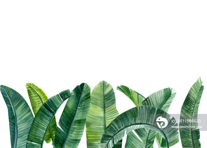 green leaves of banana palm trees on an isolated white background, watercolor illustration, leaves o