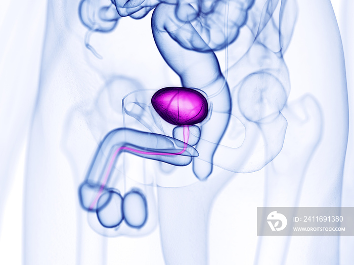 膀胱的三维医学精确图示