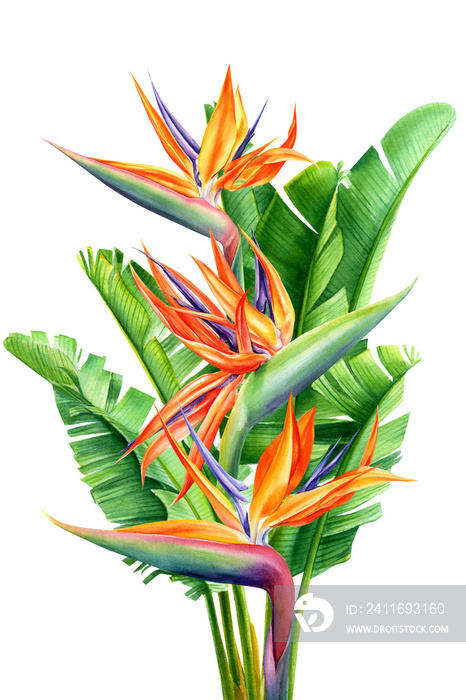 bouquet of tropical flowers and leaves, Strelitzia reginae on an isolated white background, watercol