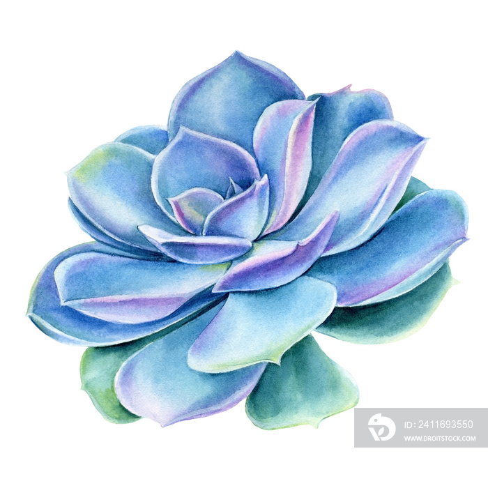 Succulents on white background, watercolor botanical illustration, echeveria