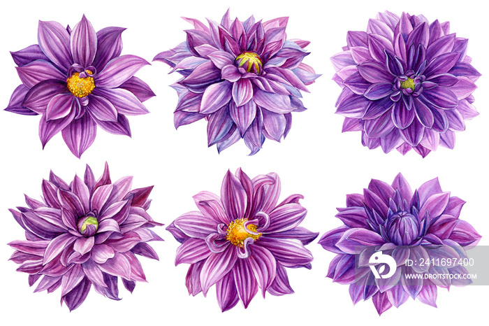 紫罗兰大丽花套装，孤立的白色背景，水彩画，花卉设计