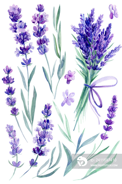 set of lavender flowers, bouquet of lavender flowers on an isolated white background, watercolor ill