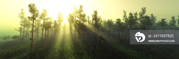 Forest in the morning in a fog in the sun, trees in a haze of light, glowing fog among the trees