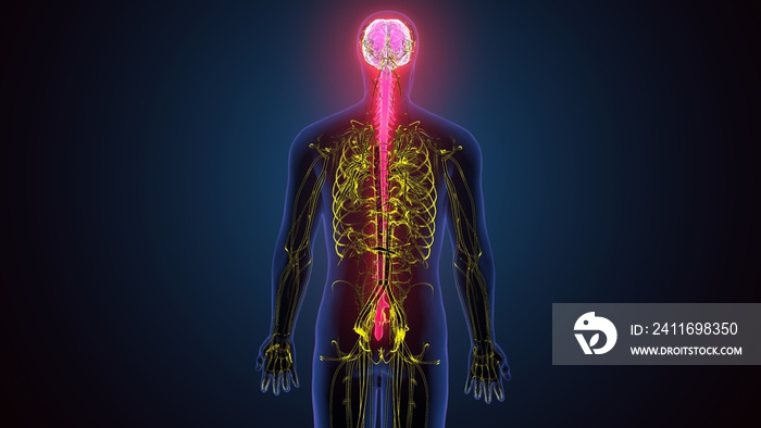 具有脑神经系统解剖学的男性人体骨骼三维插图