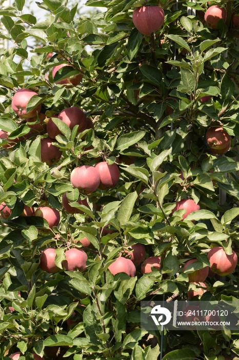 Ripening apples variety Jeromine from Red Delicious group, summer orchard.