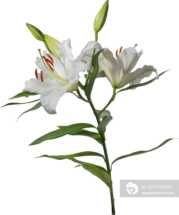 Lily flower cutout on transparent background.