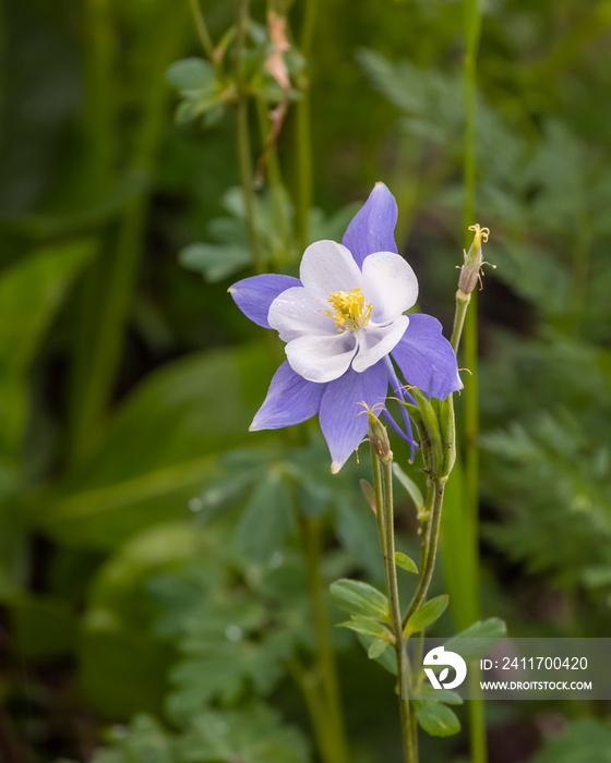 Colorado state flower Blue Columbine close up shot